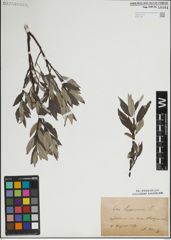 Foto von Salix lapponum L.